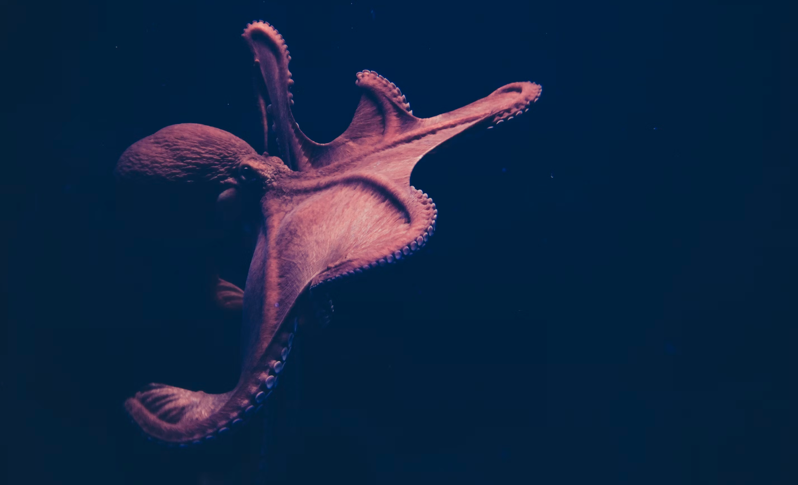 Is keeping a pet octopus cruel?