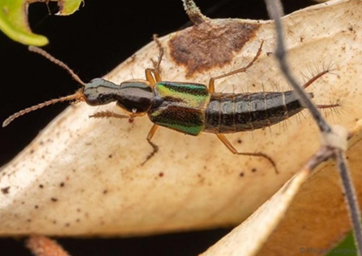 Beetle private parts shaped like a bottle-opener: time to open a Carlsberg?